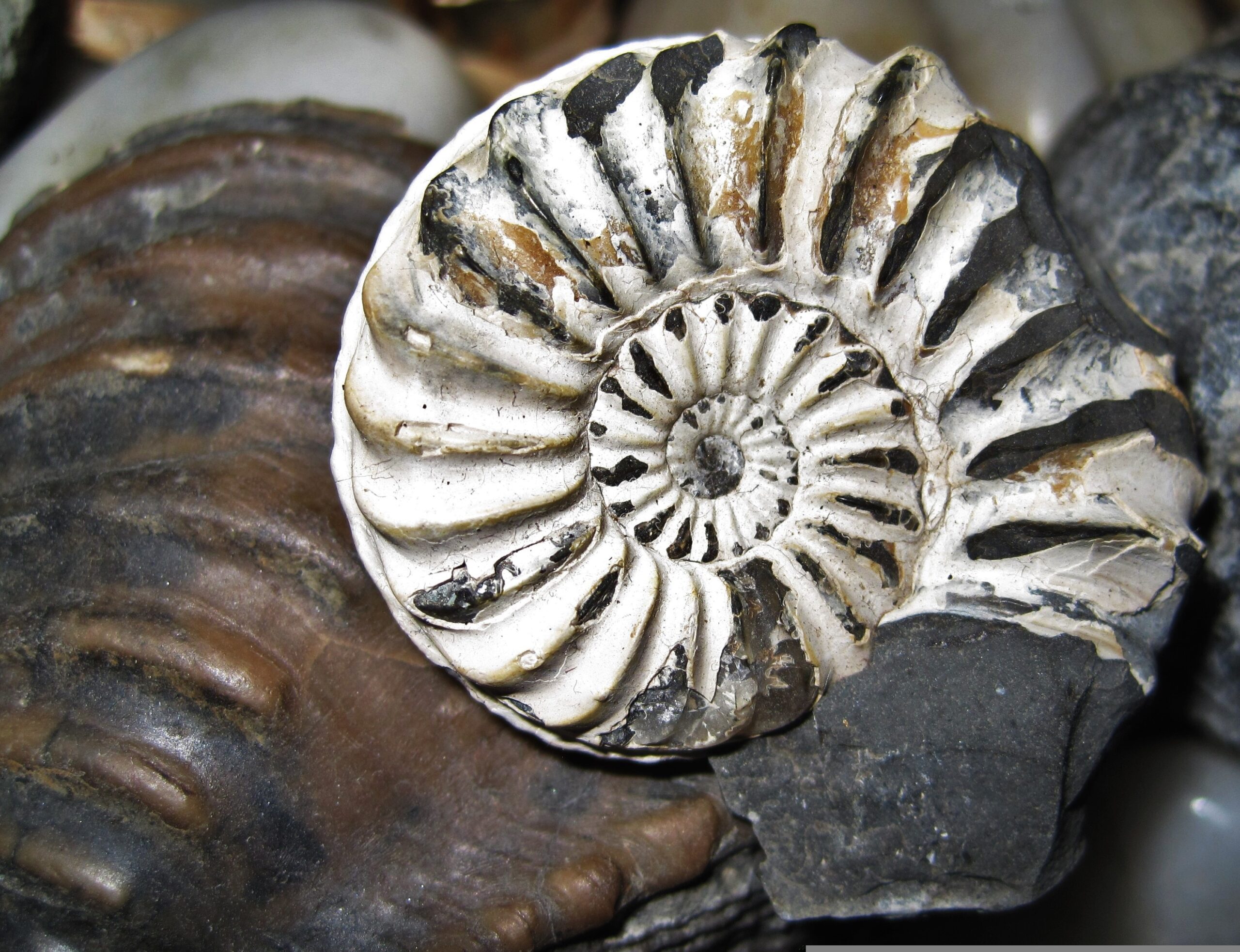 Ammonite fossile révélant la spirale logarithmique en nombre d'or