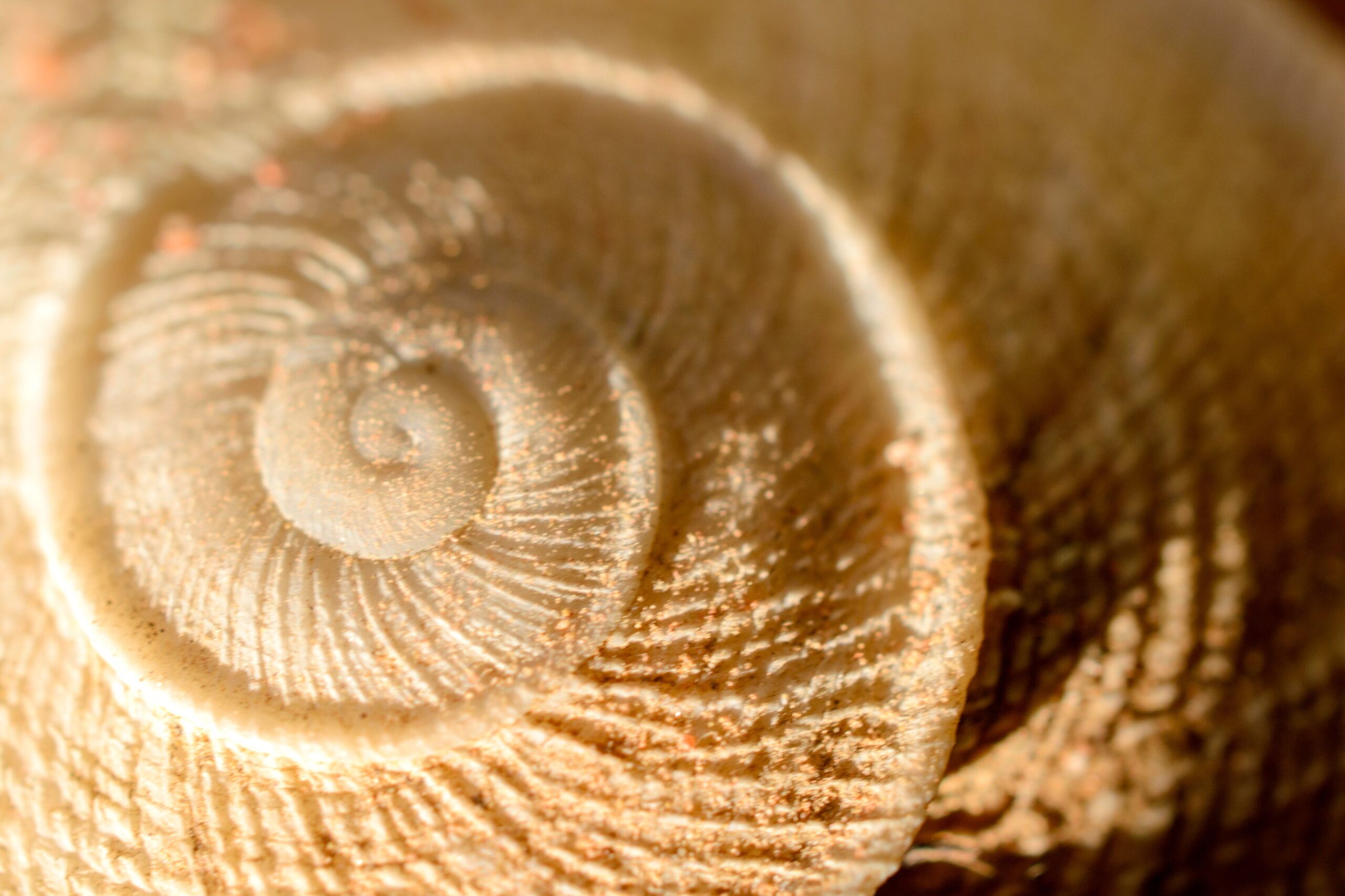 Macro de la spirale intérieure d'un coquillage, proportion dorée visible